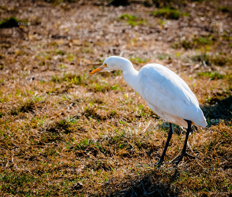 White bird