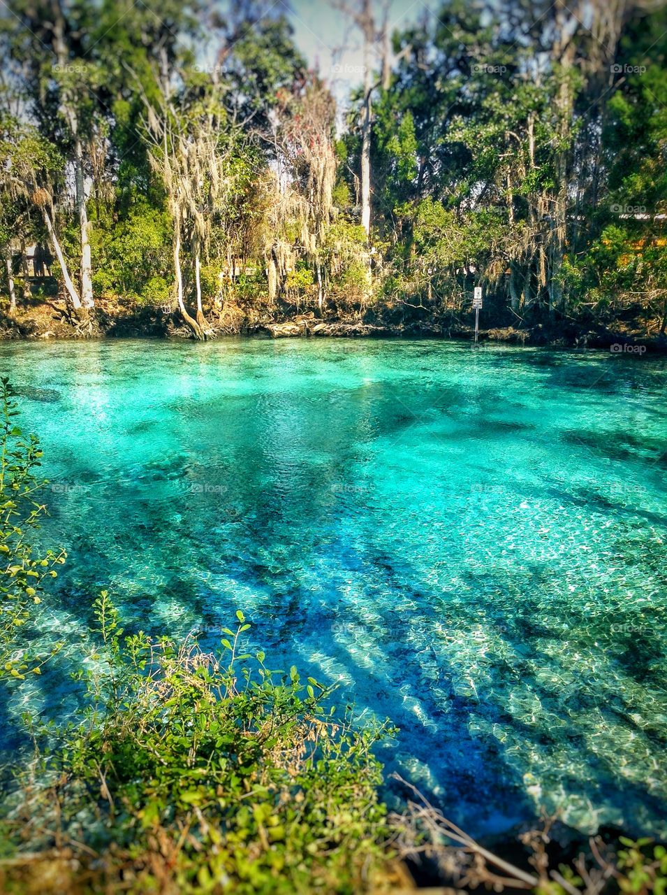 Scenic view of nature