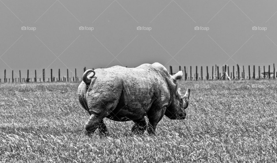 Rhino HDR shot