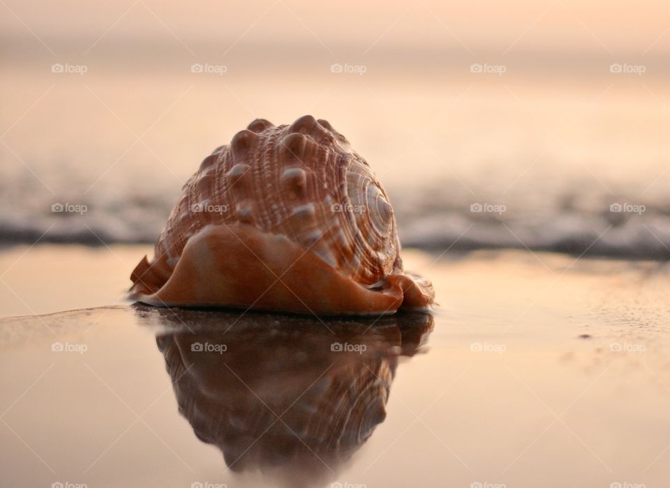 Reflection of seashell at sunset