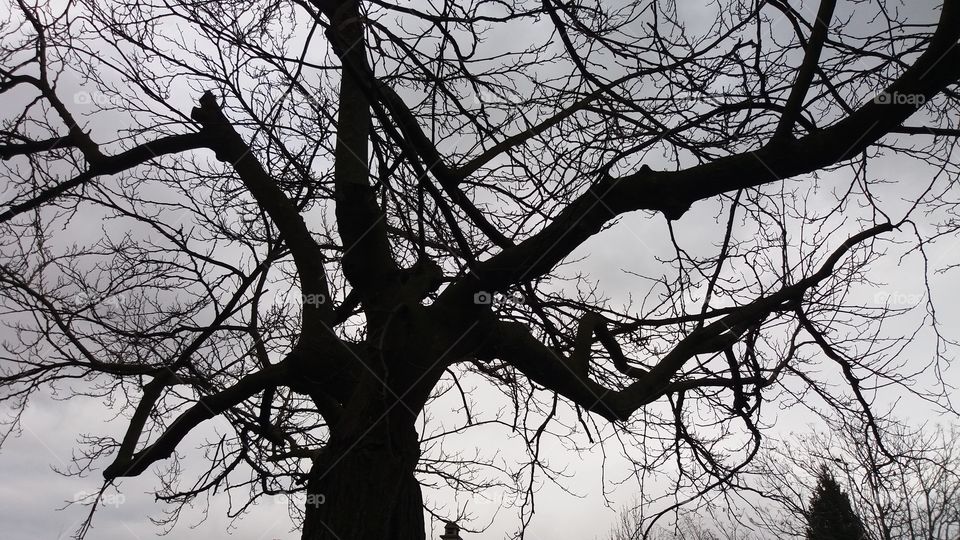 tree