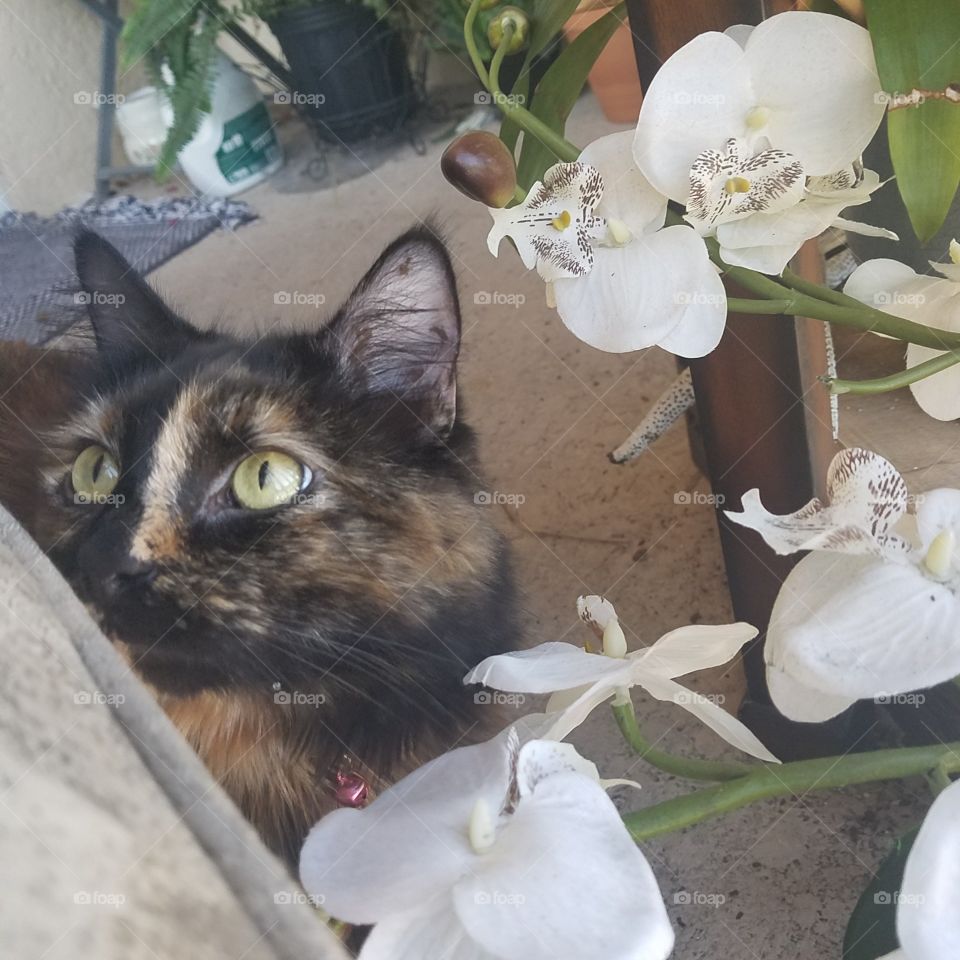 puuuurfect place for Stella to pose. such a cute #TORTOISESHELL 😻😻😻😻
