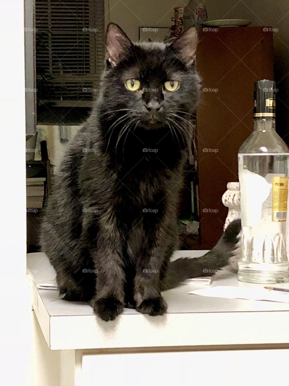 Cat on the counter