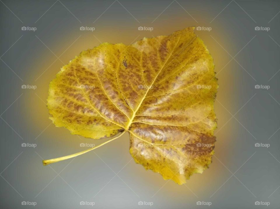 Yellow leaf