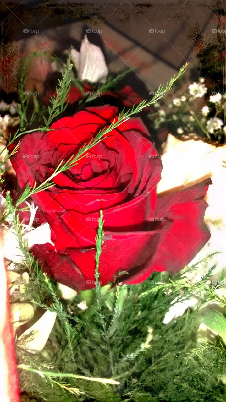 Rose ⚘