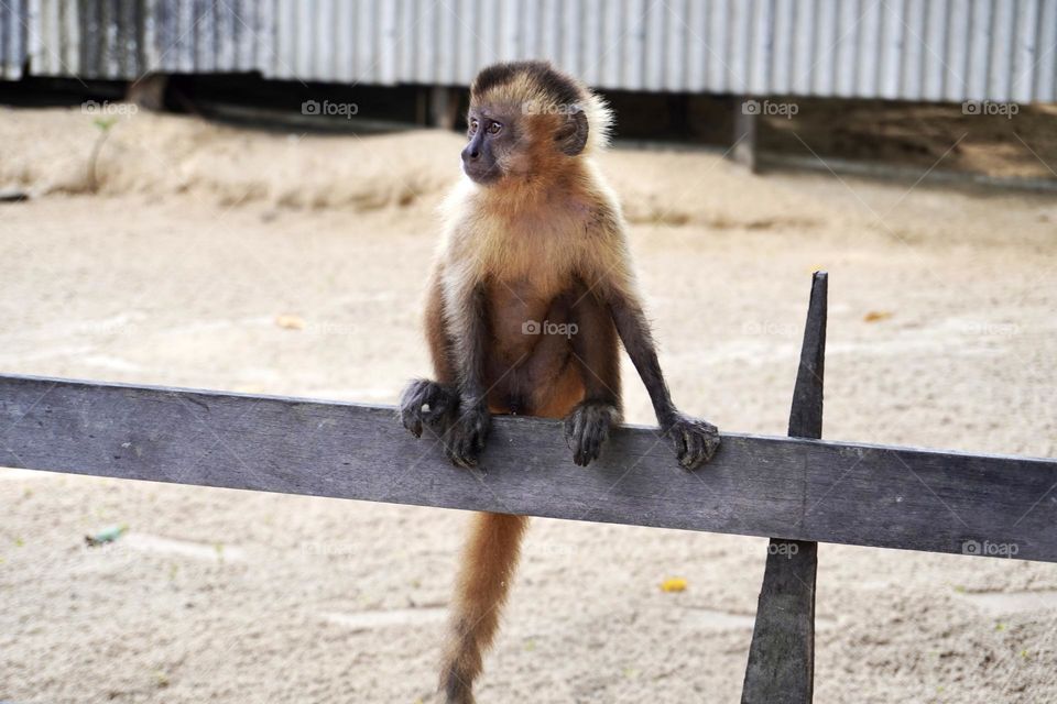 Little Monkey in Barreirinha, Maranhão, Brazil