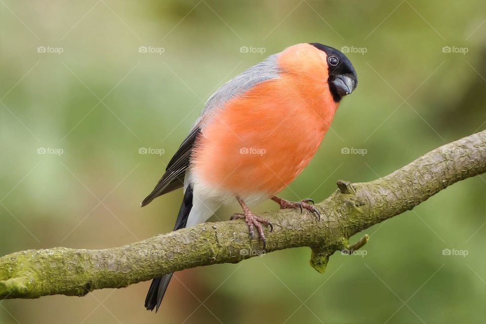 white, red and black birds are resting on branches