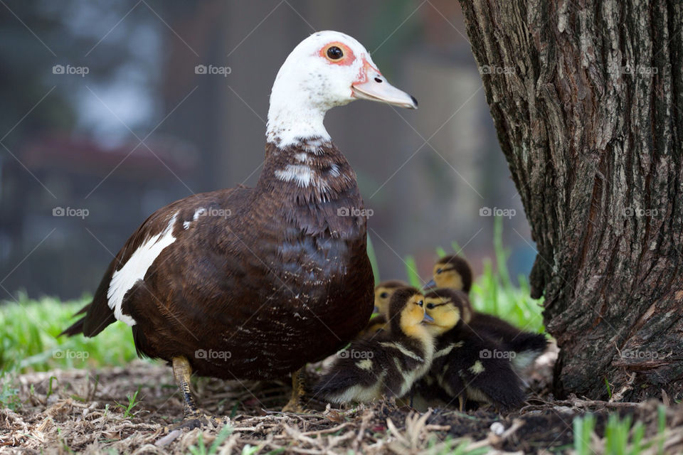 animal love mother bird by arieltoledano