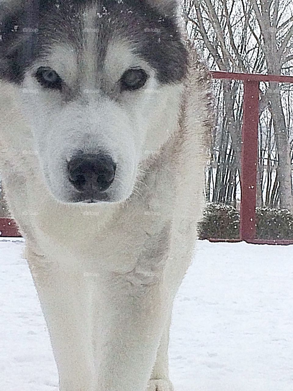 Siberian husky
