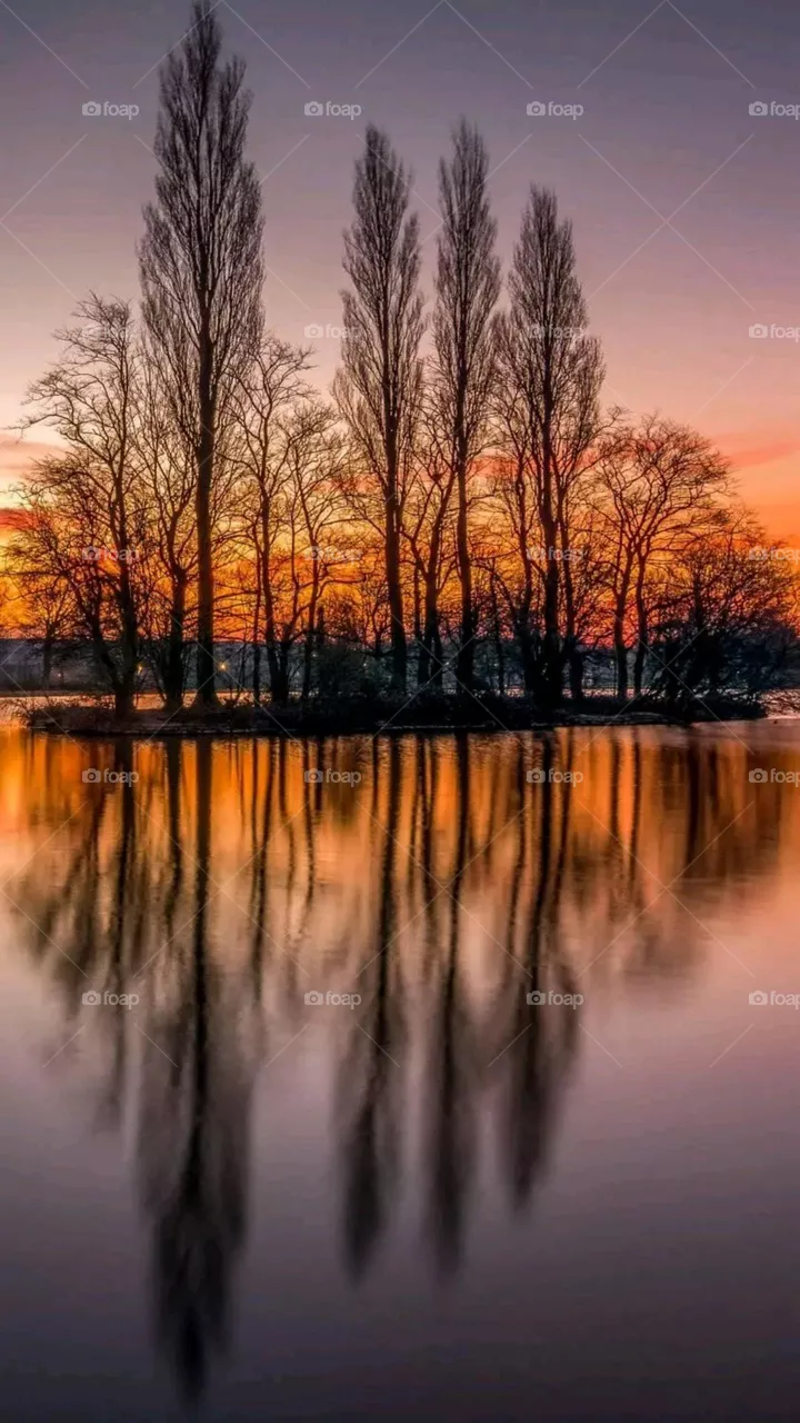 Beautiful and attractive trees on the bank of a lake.