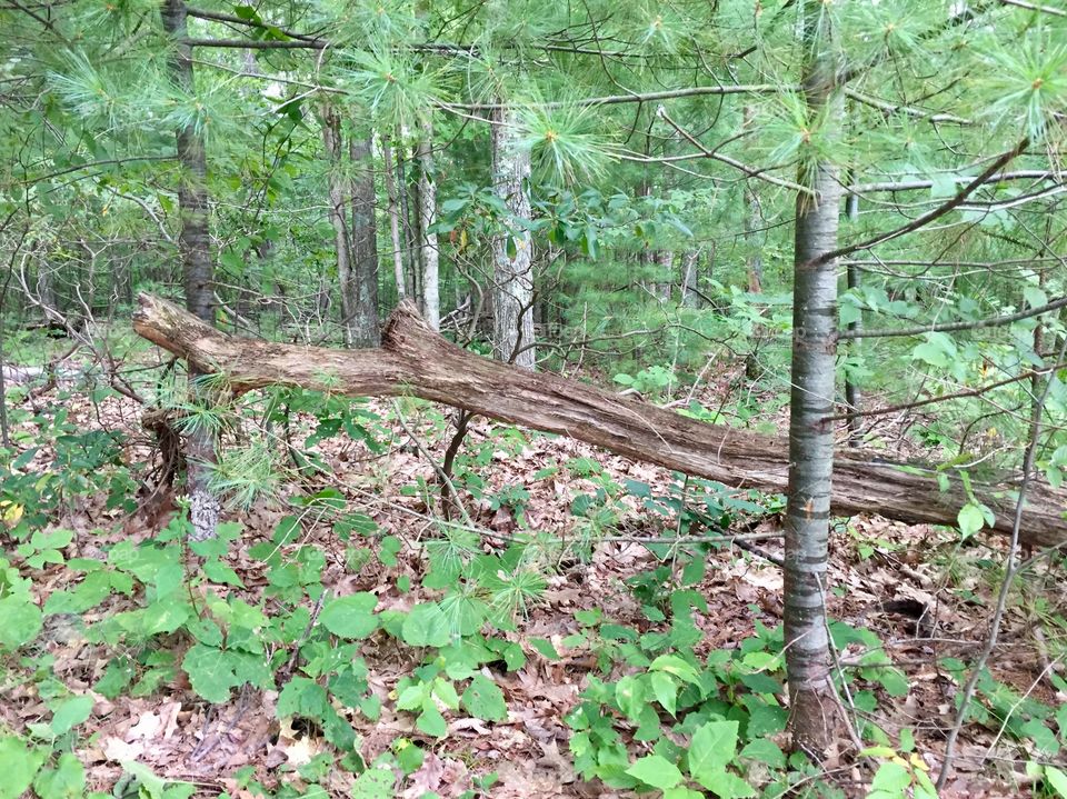 Mountain forest
Pennsylvania 