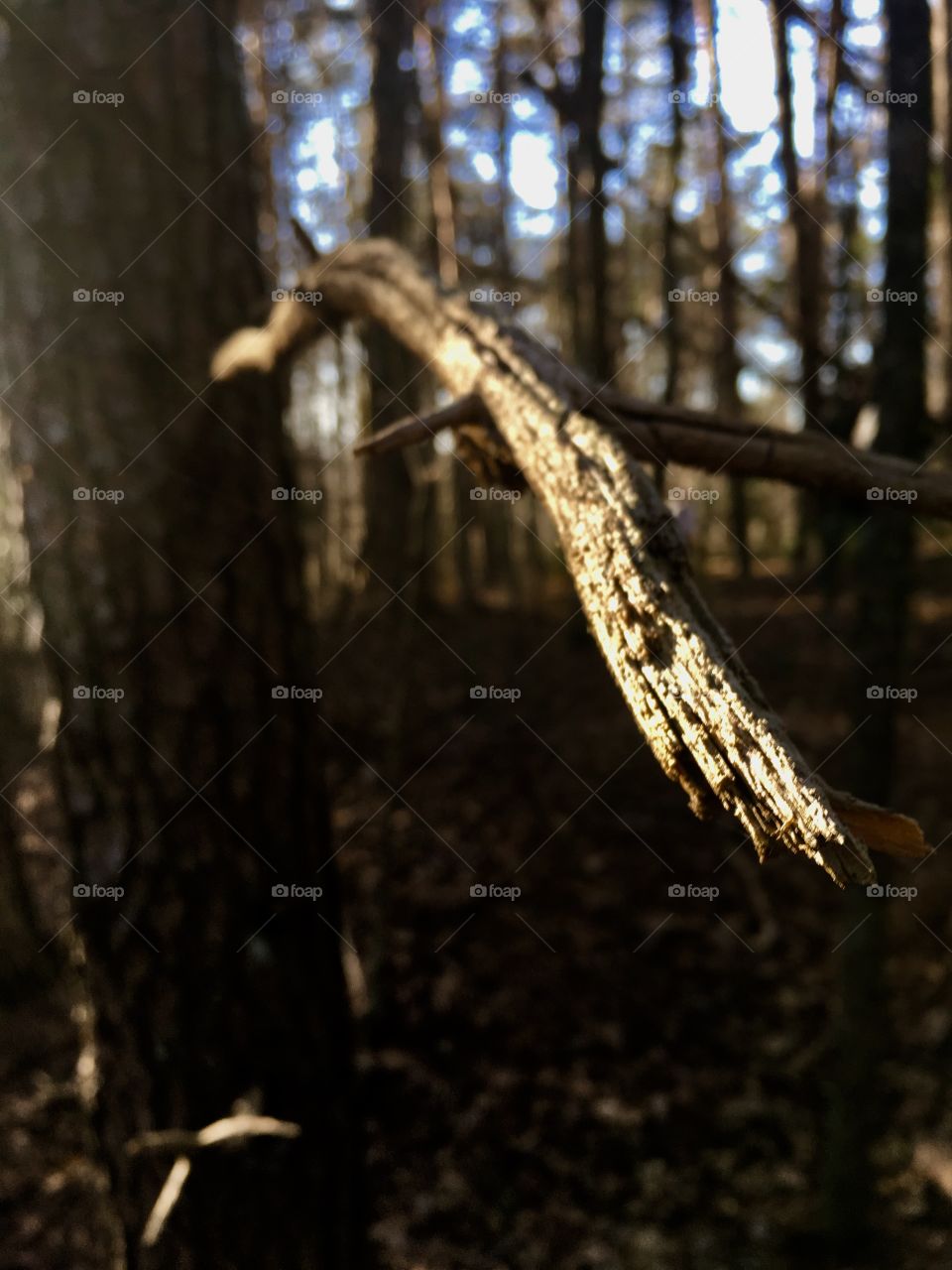 Don’t stare at the ground while walking in the forest 