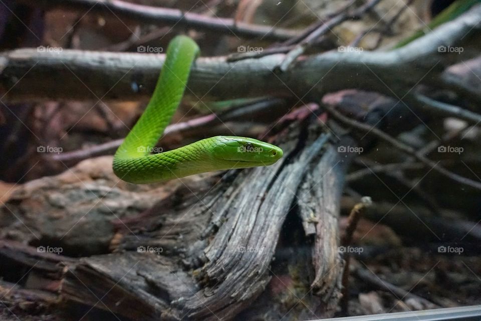 Green Mamba