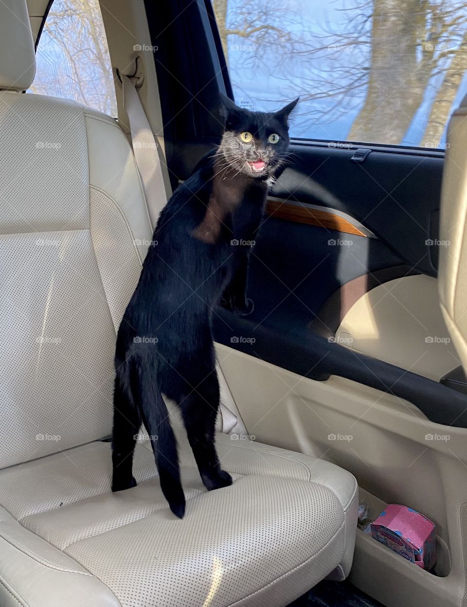 Silly black cat standing on car backseat trying to tell us something makes for pretty fun photo!! 