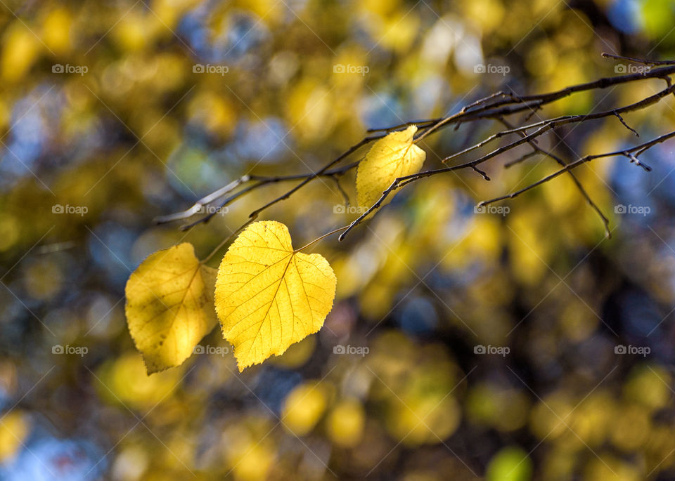 Fall, Leaf, Nature, Tree, Outdoors