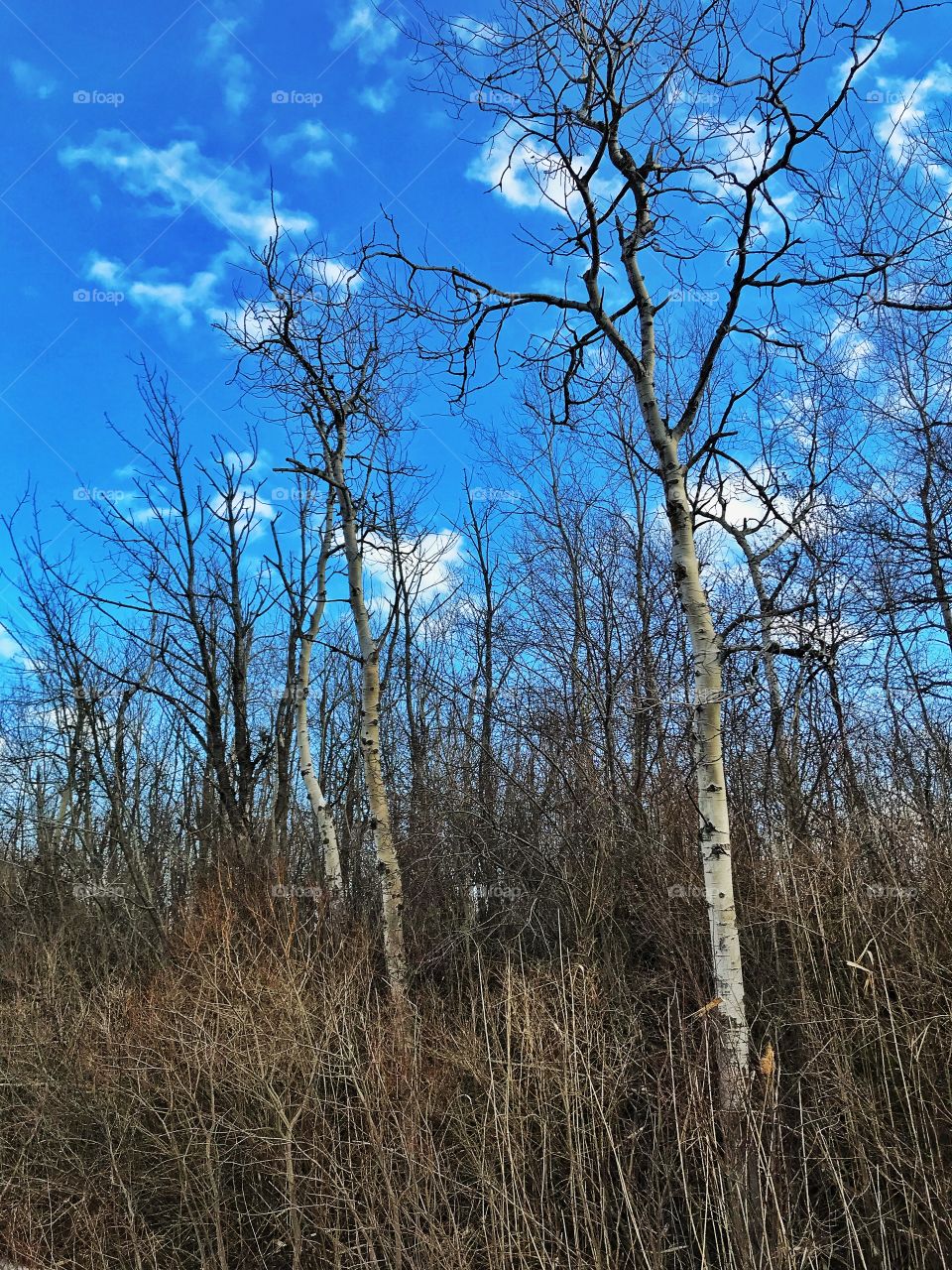 Aspen trees