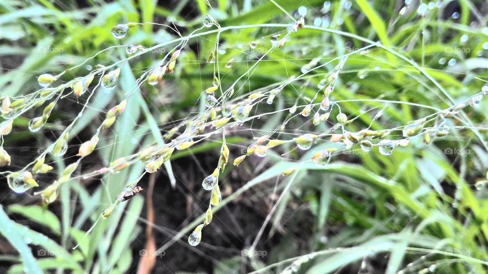 Rain droplets in the cobweb