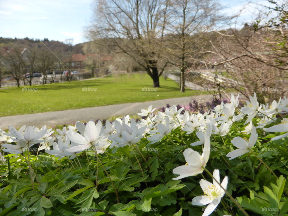 Anemones 