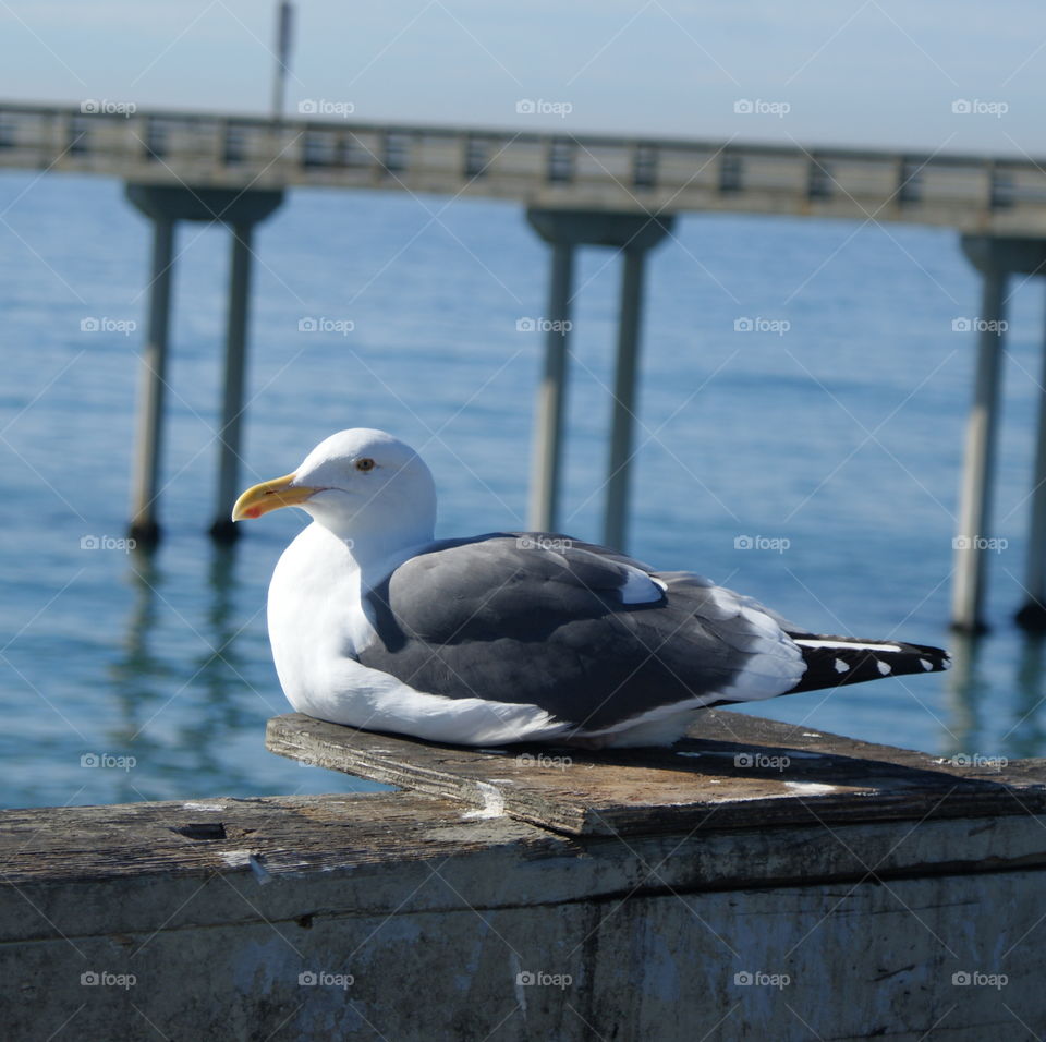 Seagull perched on Pier