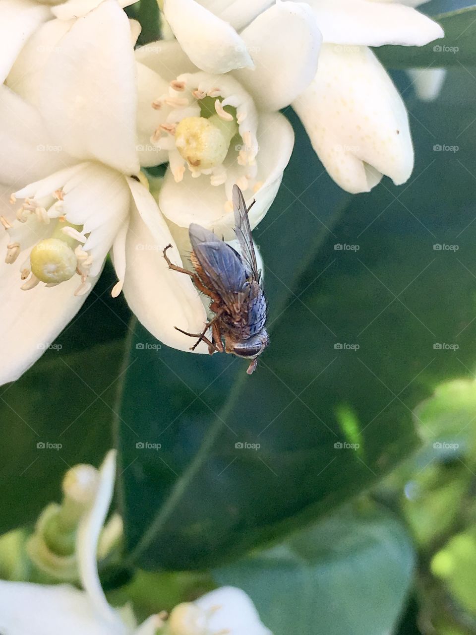 Full body shot from
Above of a bush fly detailing its bristles, compound eyes, wing structure, legs and thorax 