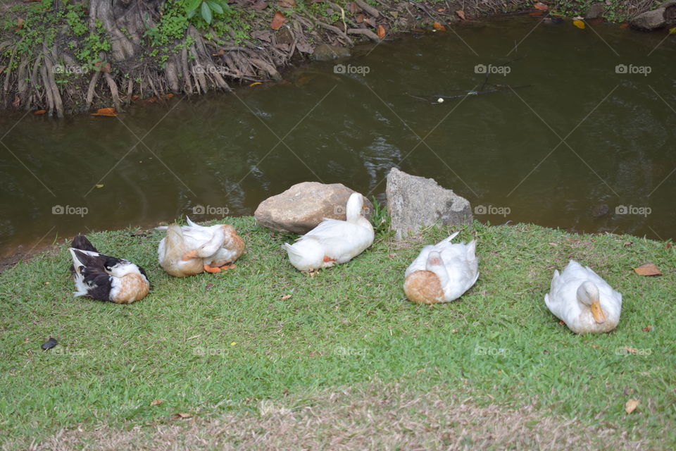 Ducks in pond at Diyatha Uyana, Sri Lanka.