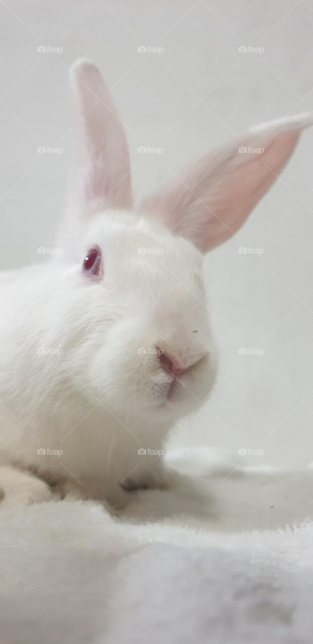 beautiful rabbit, nose comica red eyes and white snow, delicate, curious, big and long ears