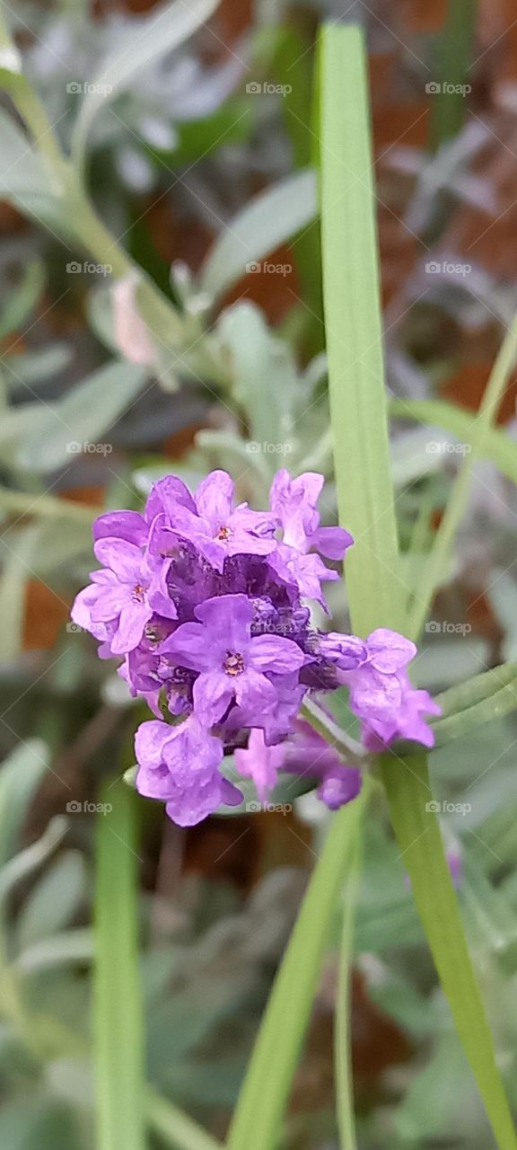 Flor del romero: Rosmarinus officinalis