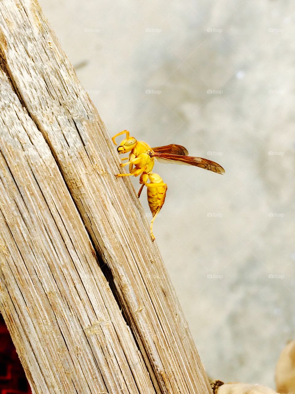 Golden bee on bamboo