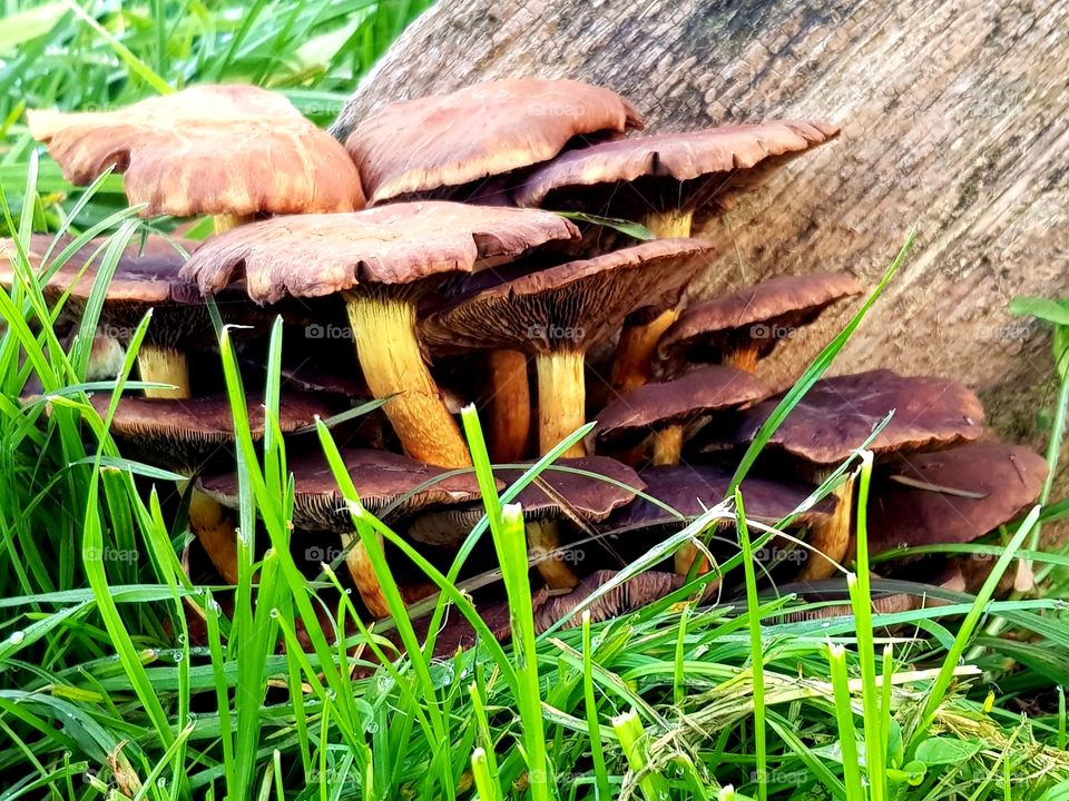 Mushrooms