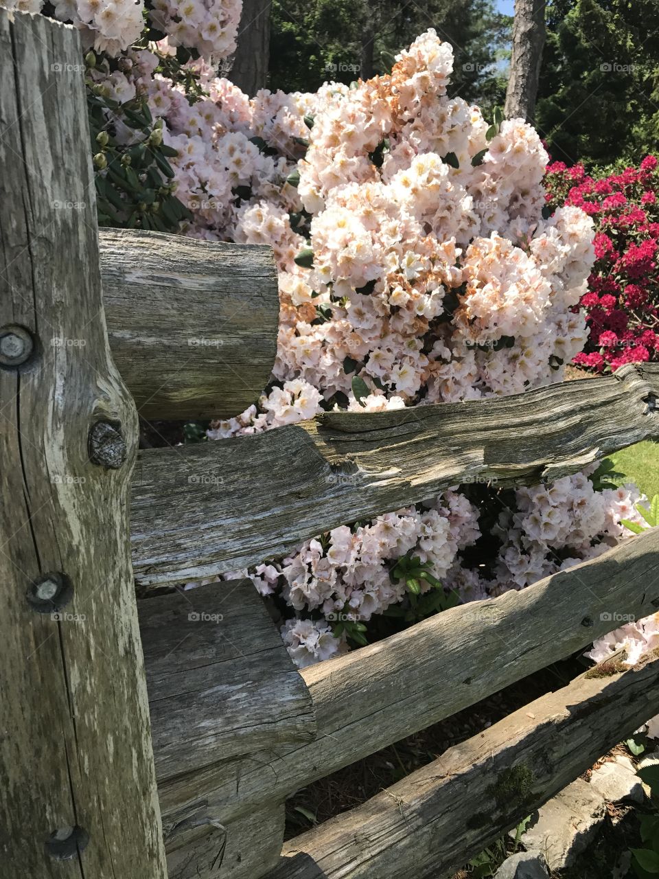 Flowers and fence 