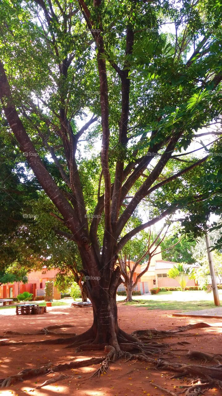 tree