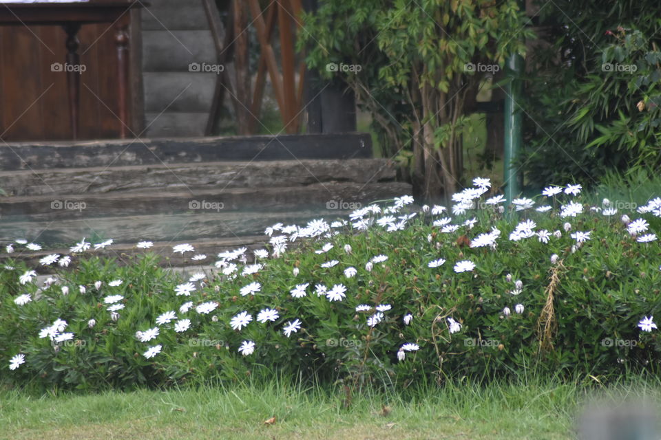 Meeting up with beautiful flowers always gives you a wonderful feeling