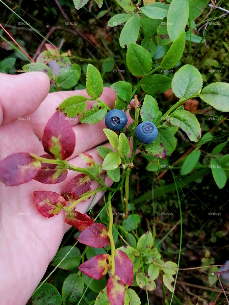 Autumn has arrived in Finland and the forests are full of super food, blueberries.