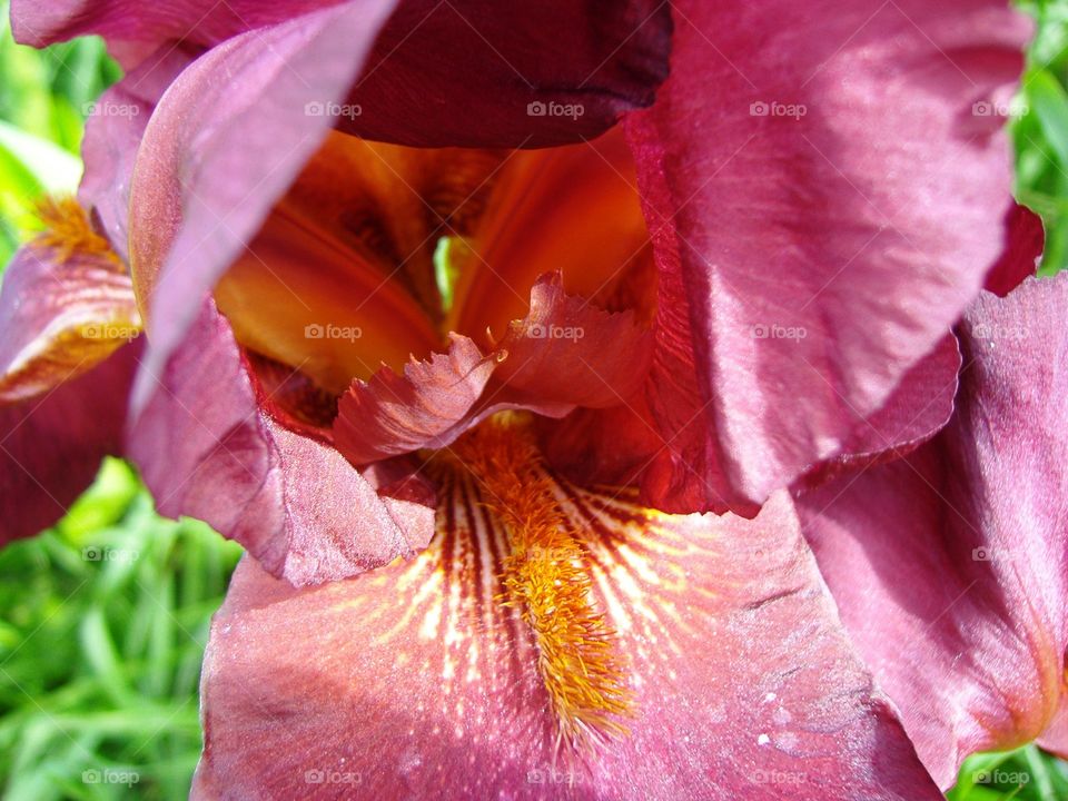 Iris flower closeup 