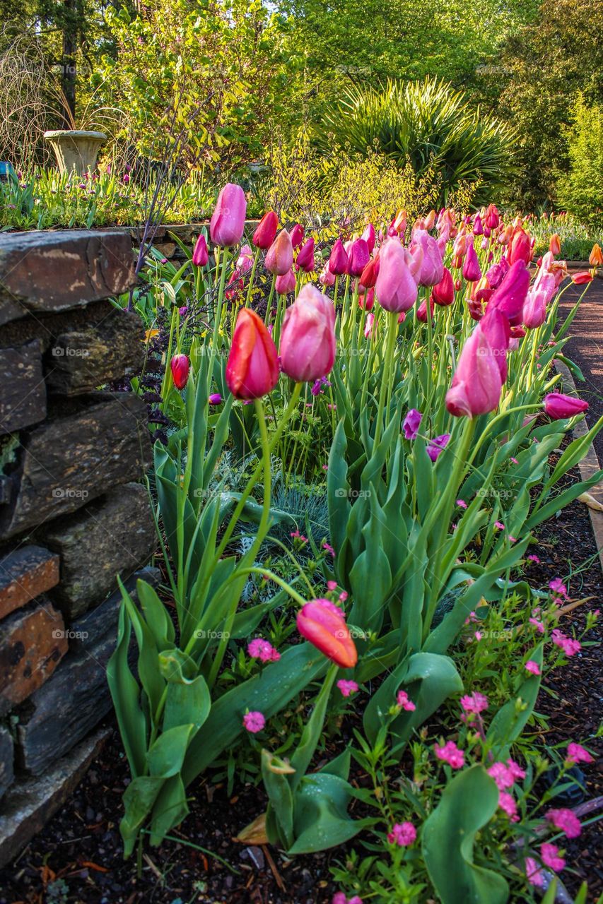 Tulips 