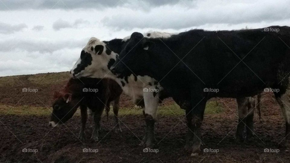 Cattle, Cow, Mammal, Livestock, Agriculture