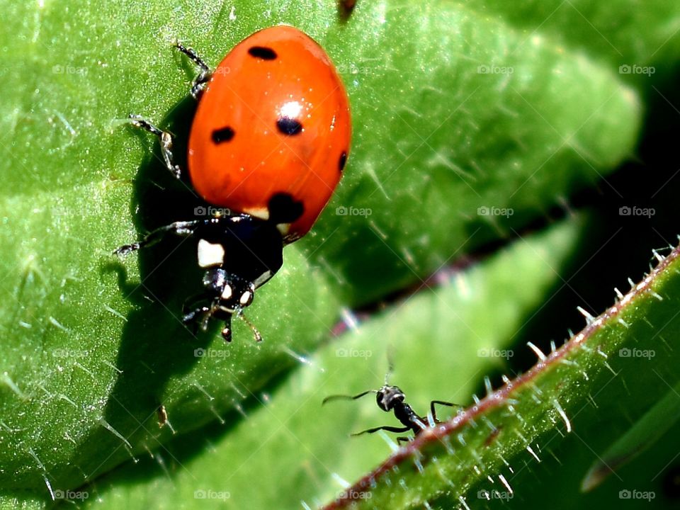 Ladybug and ant