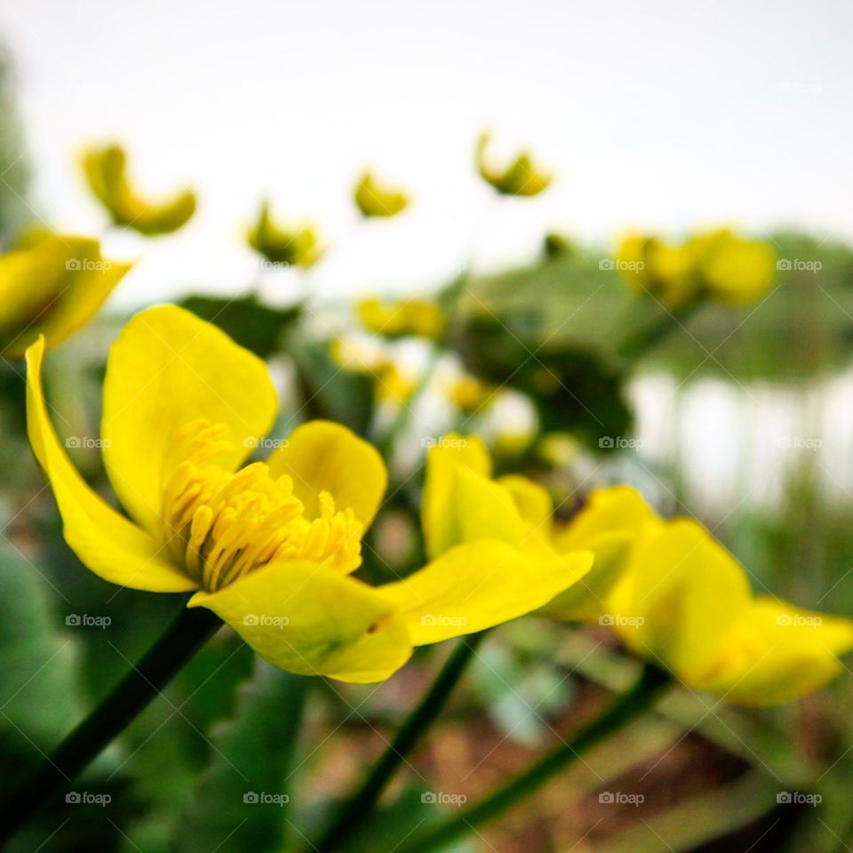 Yellow spring  flowers 