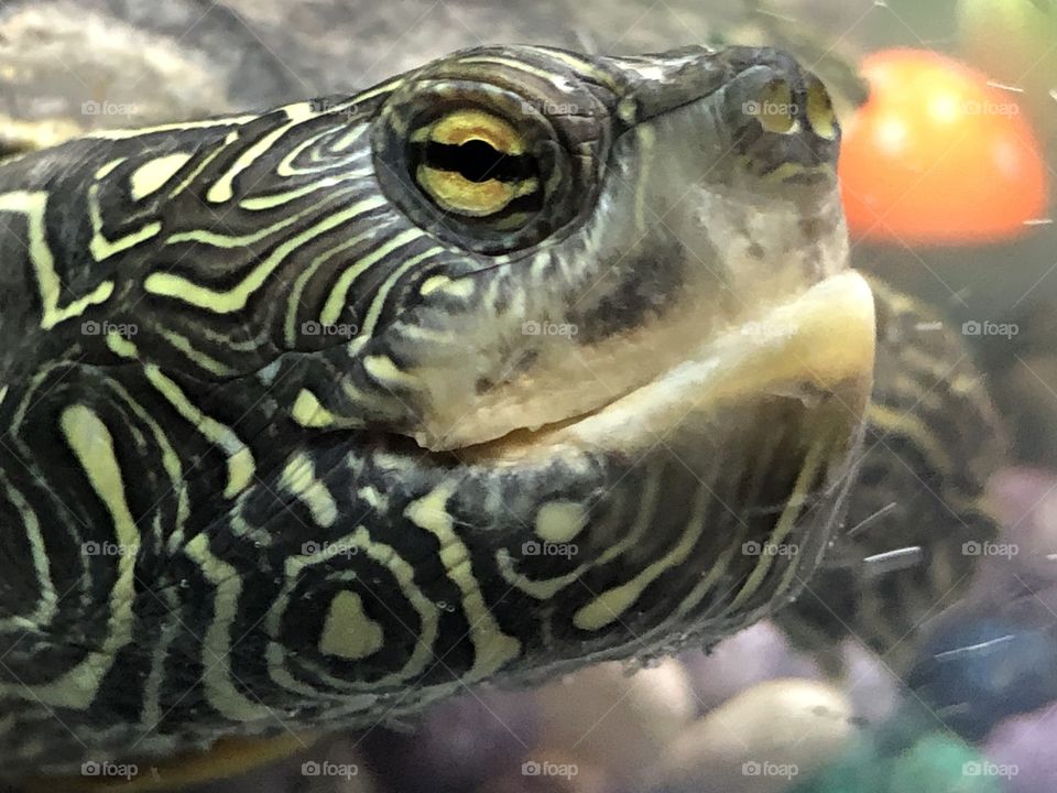 Tamara turtle