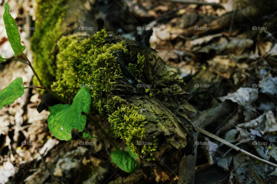 Green Moss on the Wood
