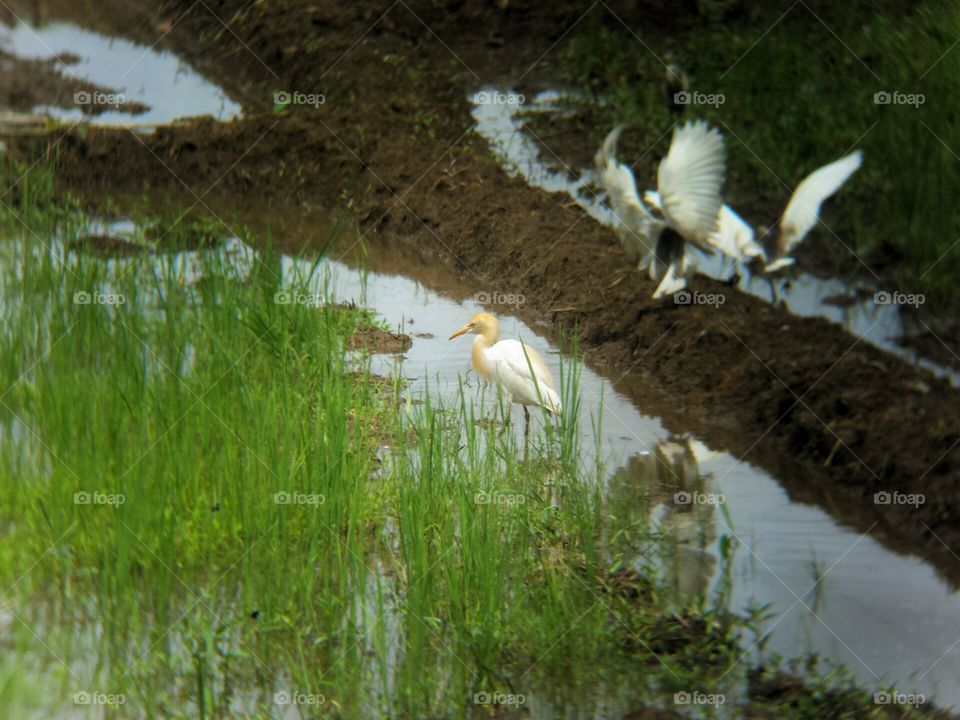 Egrets at field