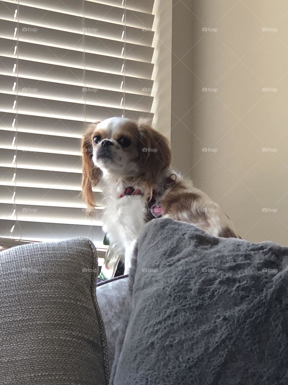 Her perch on the back of the couch 😊