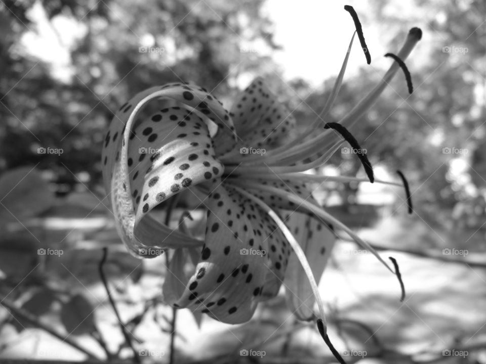 Tiger Lily Black and White