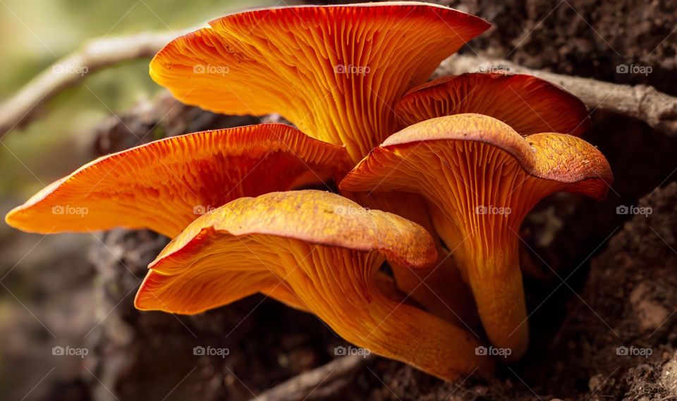 Fiery orange Jack O’lantern mushrooms growing from a tree stump in woodland