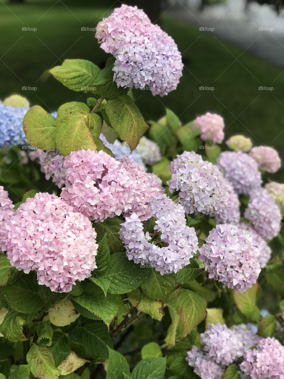 Hydrangea
