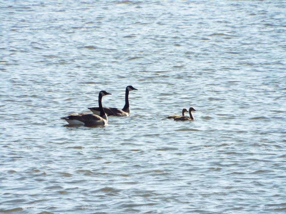 Baby geese and mom and dad swimming in Iowa on the Mississippi River 