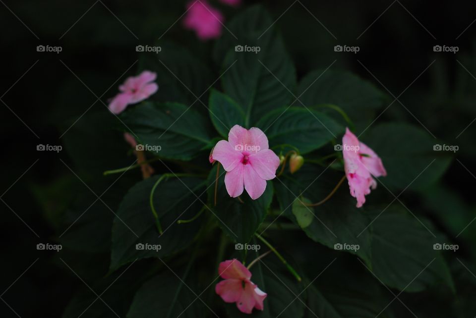 Pink petunia