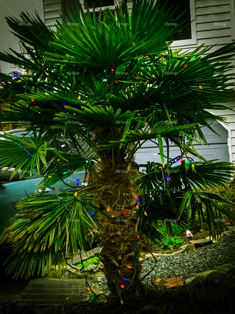 Christmas on Vancouver Island is often wet & windy but the temperatures are mild & its rare to get snow or even freezing temperatures near sea level where we live. It’s not that uncommon to see some small hardy palm trees decorated for Christmas!🎄