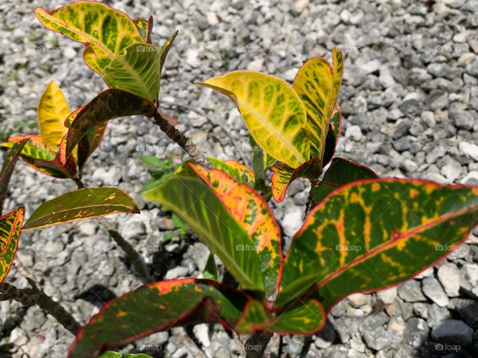 Variegated Croton, Garden Croton Plant, Green And Redish Leaves In The Garden Through Bedrocks Under The Spring Morning Sun.