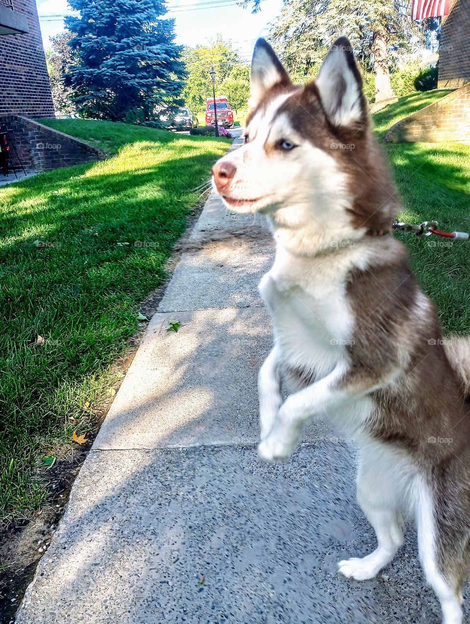 Curious Husky